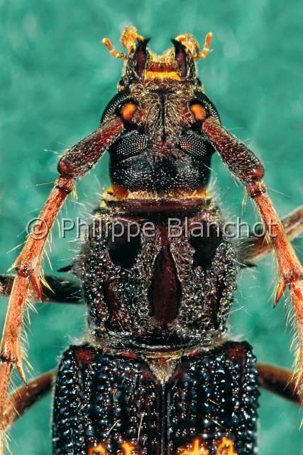 Phoracantha semipunctata.JPG - in "Portraits d'insectes" ed. SeuilPhoracantha semipunctataPhoracanthaEucalyptus long horned beetleColeopteraCerambycidaeMalte